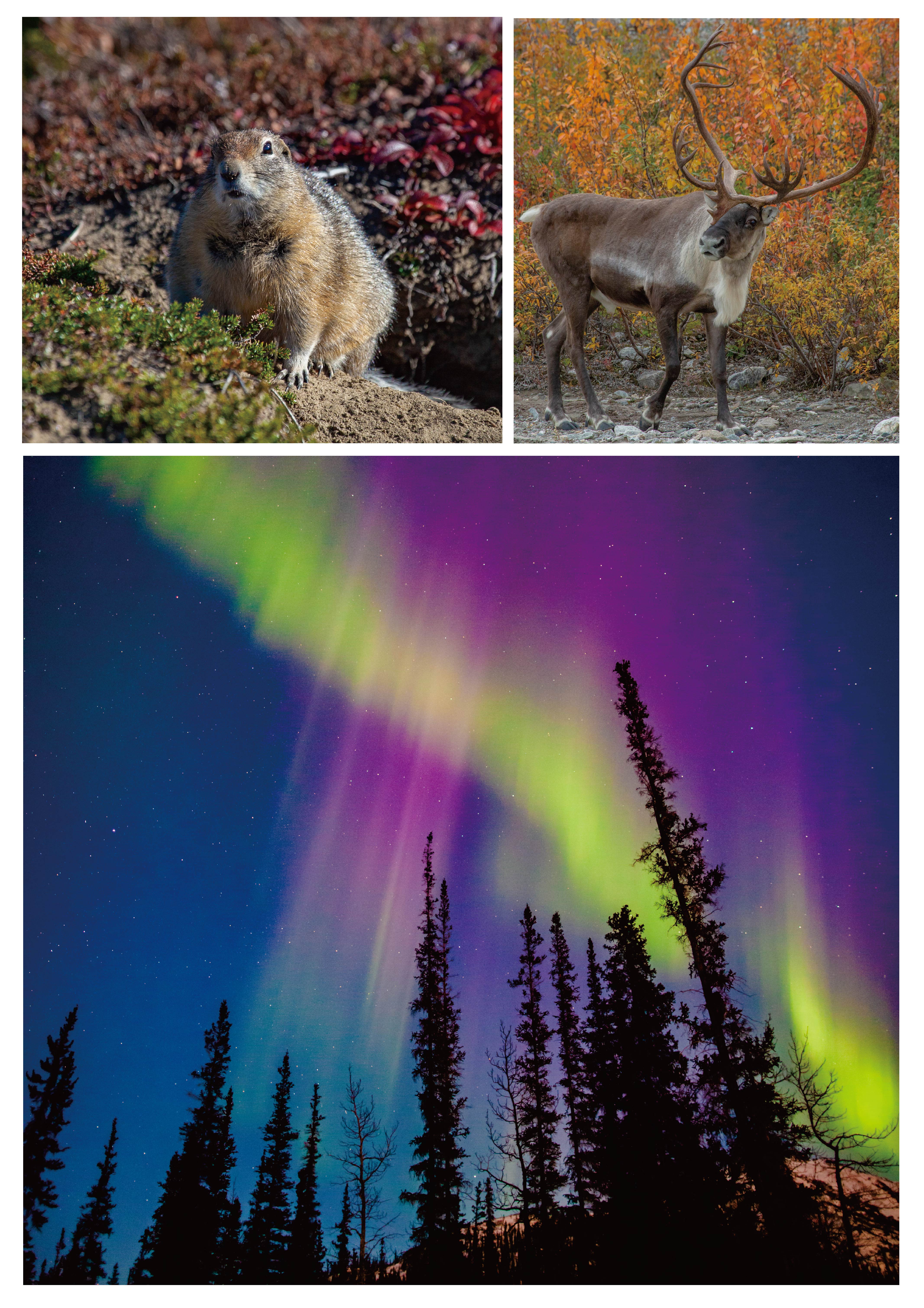 「オーロラ舞うアラスカの野生動物たち」 
