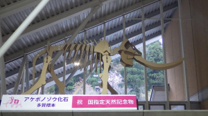 ①アケボノゾウ化石.JPG